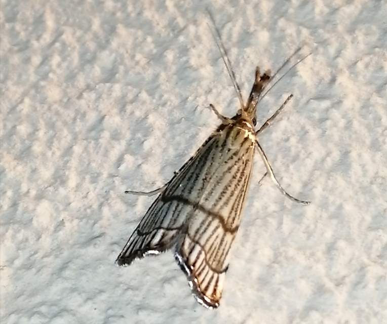 Chrysocrambus linetella - déli fűgyökérmoly