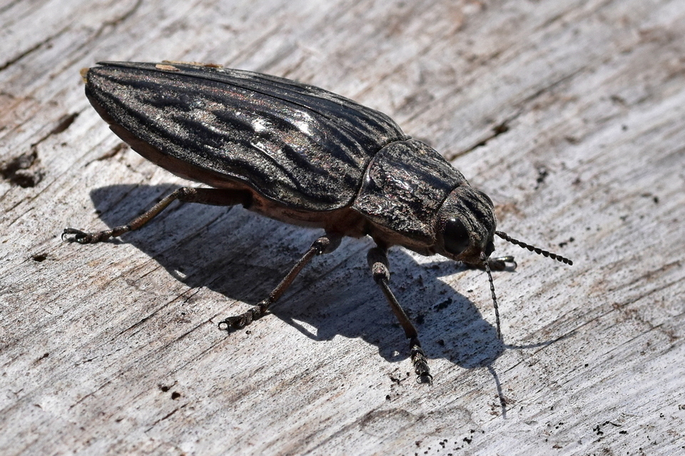 Chalcophora mariana - nagy fenyvesdíszbogár