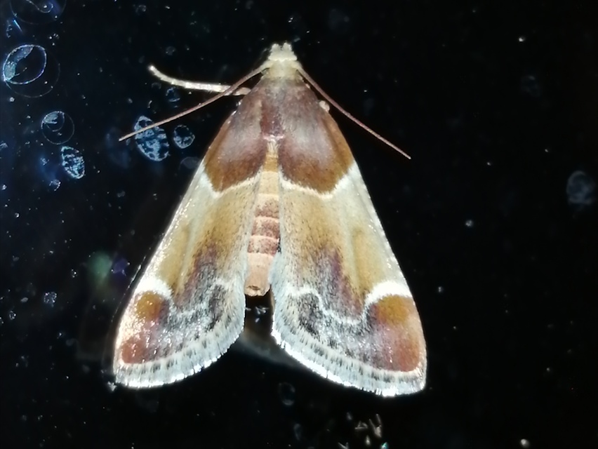 Pyralis farinalis - lisztilonca
