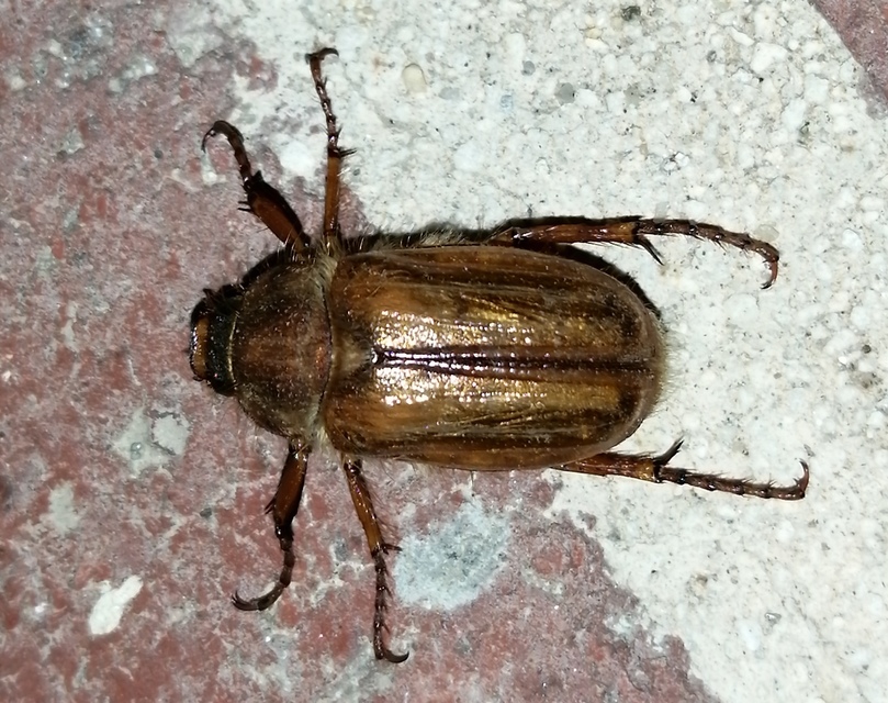 Amphimallon solstitiale - bordás sárgacserebogár