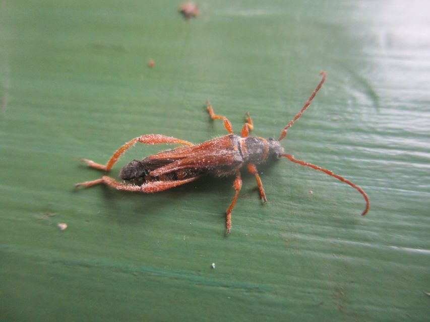 Stenopterus flavicornis - sárgacsápú keskenyfedőscincér