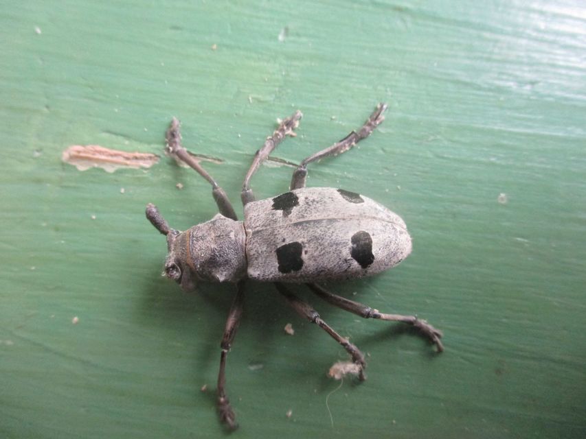 Morimus asper funereus - gyászcincér