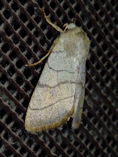 Charanyca trigrammica - háromsávos lombbagoly