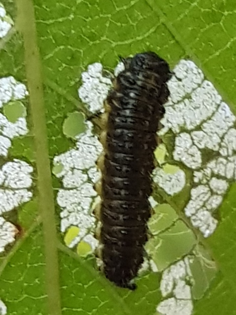 Xanthogalerucella luteola - szilfa-olajosbogár