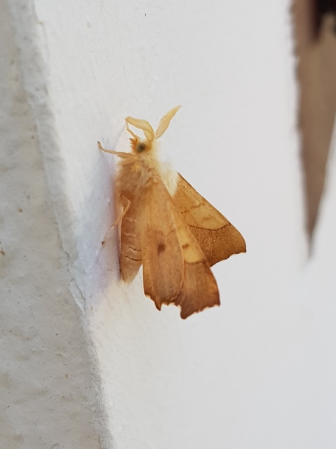Ennomos fuscantaria - kőris-levélaraszoló