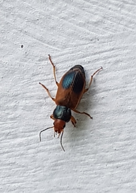 Diachromus germanus - német tarkafutó