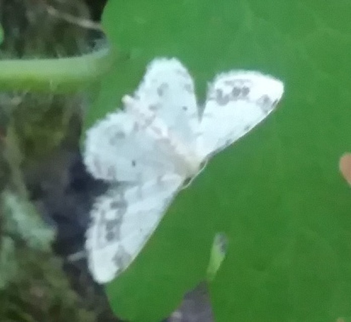 Idaea trigeminata - csúcsfoltos apróaraszoló