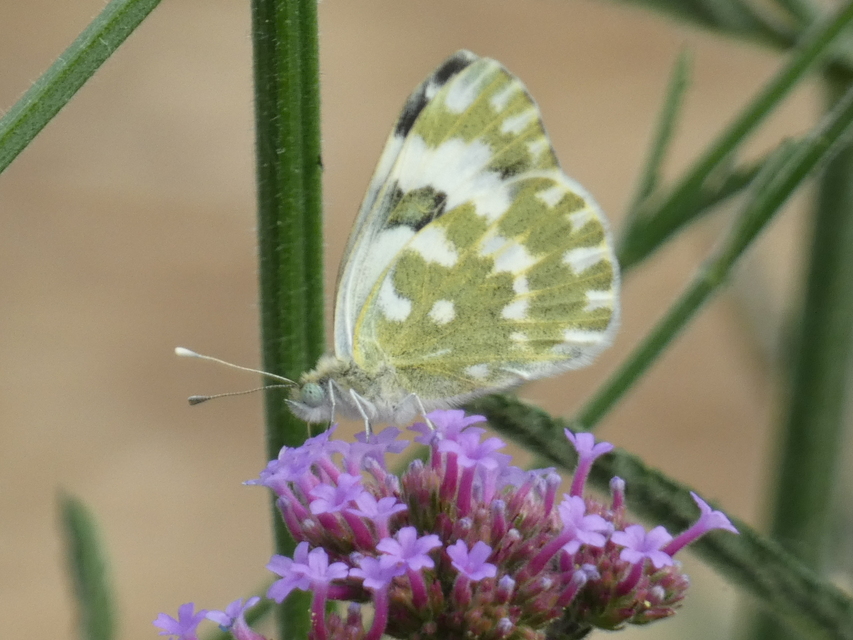 Pontia edusa - rezedalepke
