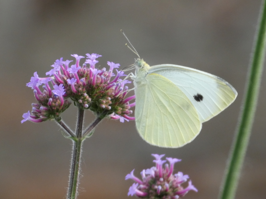 Pieris rapae - répalepke