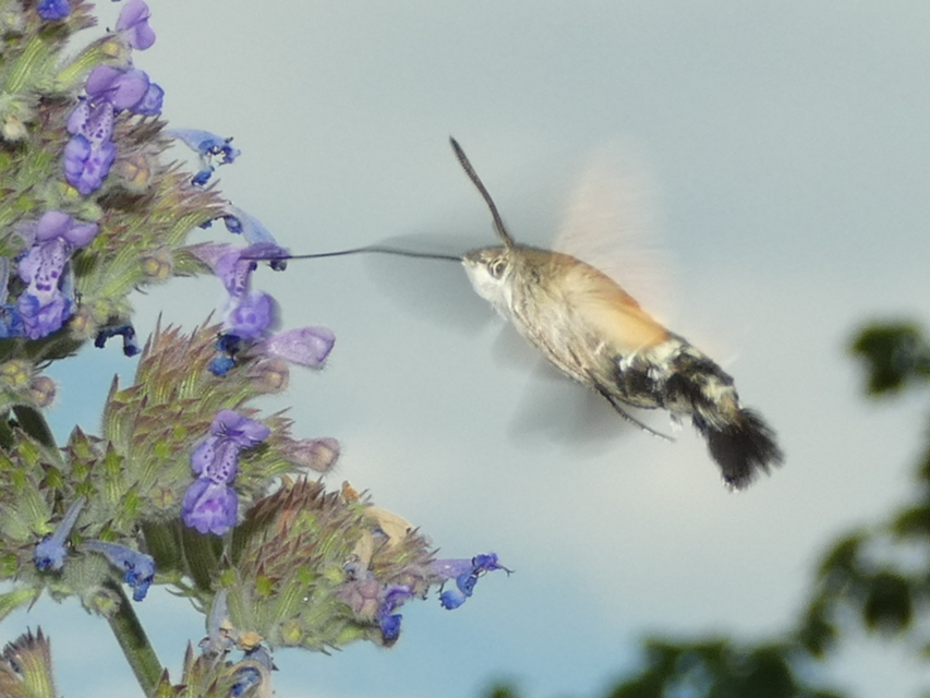 Macroglossum stellatarum - kacsafarkú szender