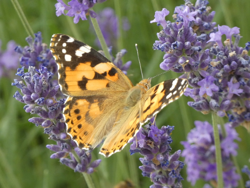 Vanessa cardui - bogáncslepke