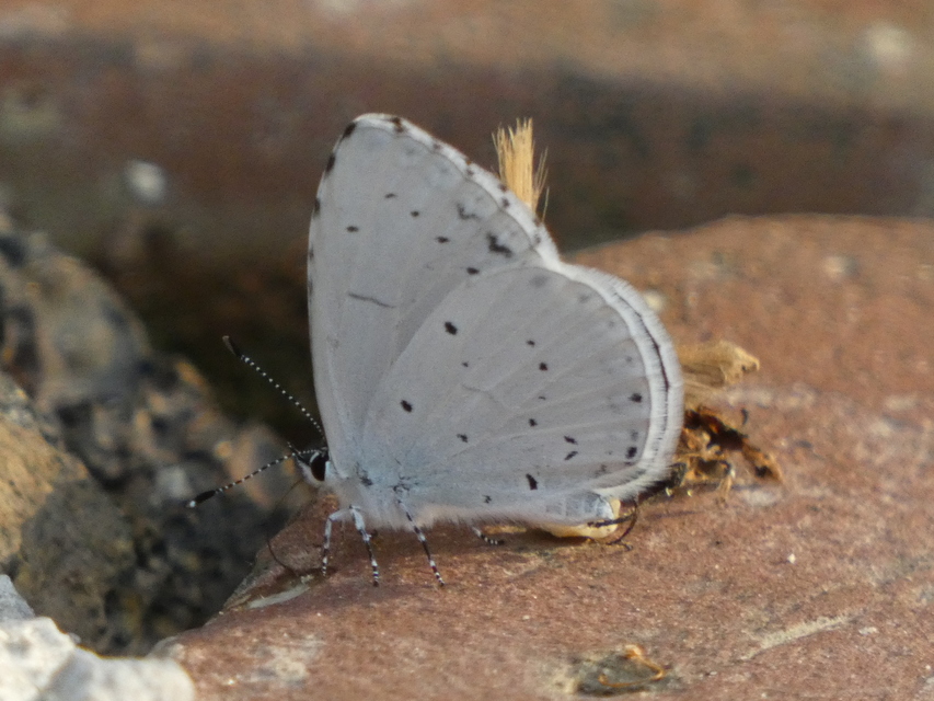 Celastrina argiolus - bengeboglárka