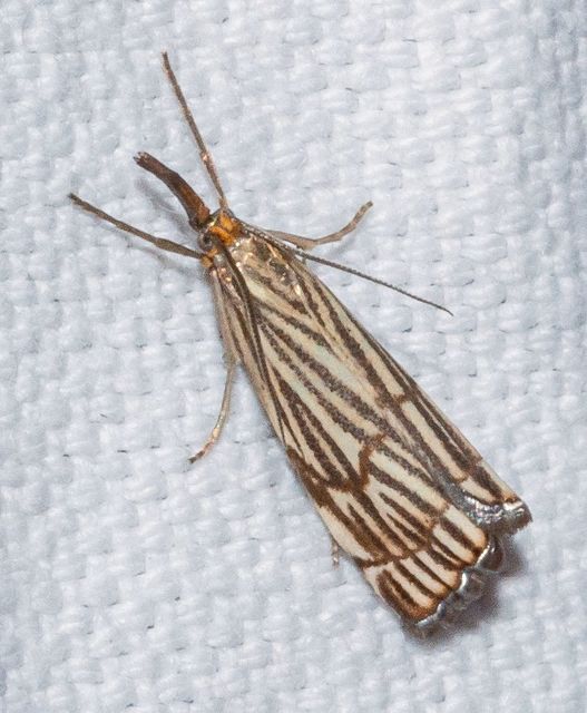 Chrysocramboides craterella - rácsos fűgyökérmoly