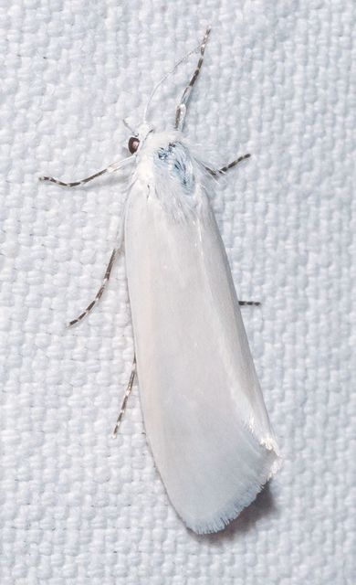 Scirpophaga praelata - kócsagmoly