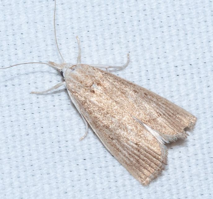 Calamotropha paludella - barna nádlevélmoly
