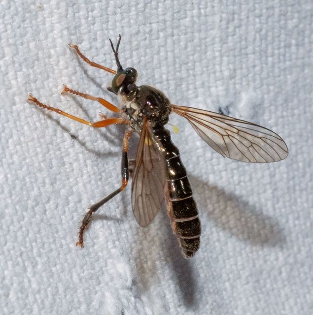 Dioctria rufipes