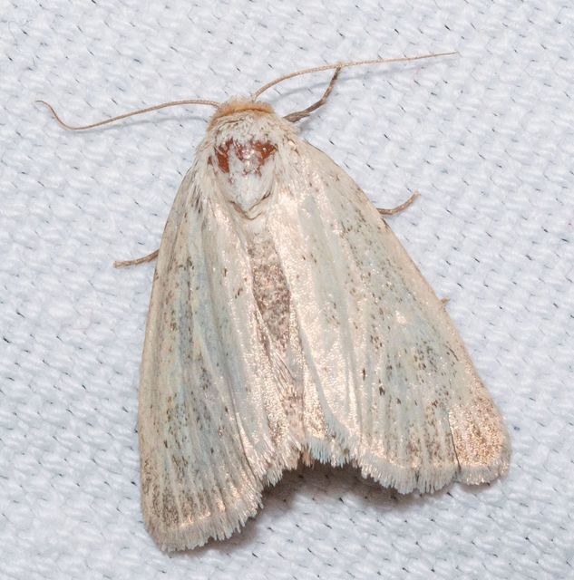 Photedes morrisii simonyisandori - Simonyi Sándor sásbaglya