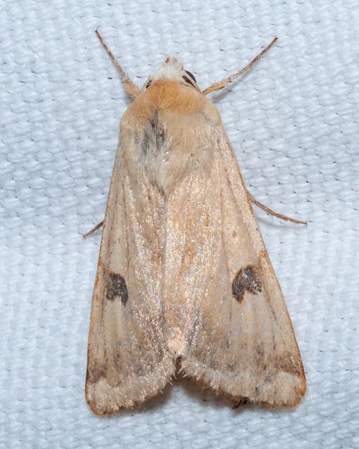 Heliothis peltigera - nagy veteménybagoly