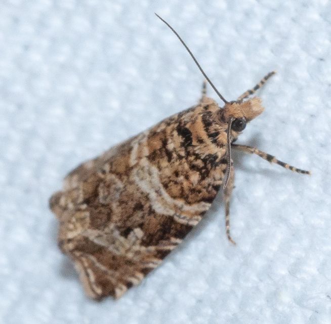 Celypha rivulana - dudvasodró tükrösmoly
