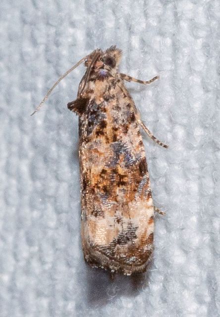 Endothenia