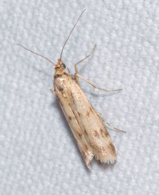 Homoeosoma sinuella - agyagsárga karcsúmoly