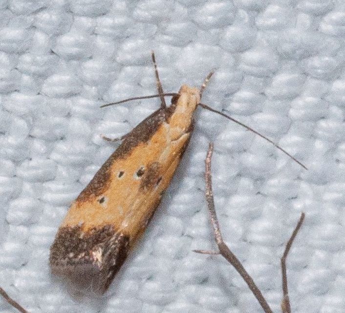 Brachmia dimidiella - citromkocsord-lápimoly