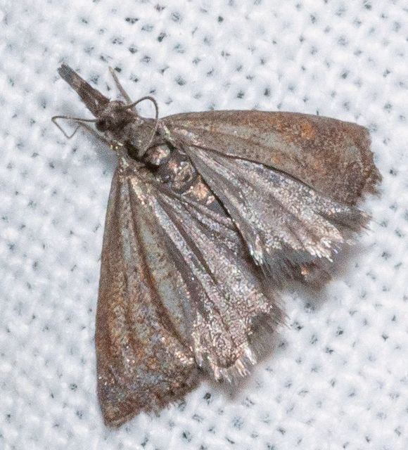 Platytes cerussella - törpe fűgyökérmoly
