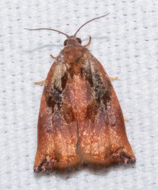 Archips podana - dudvarágó sodrómoly