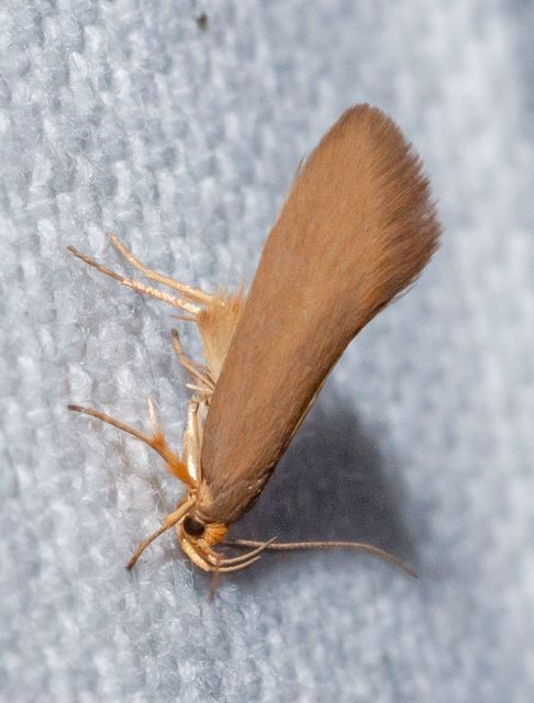 Crassa unitella - aranybarna díszmoly