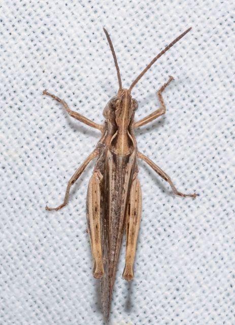 Chorthippus brunneus - közönséges tarlósáska
