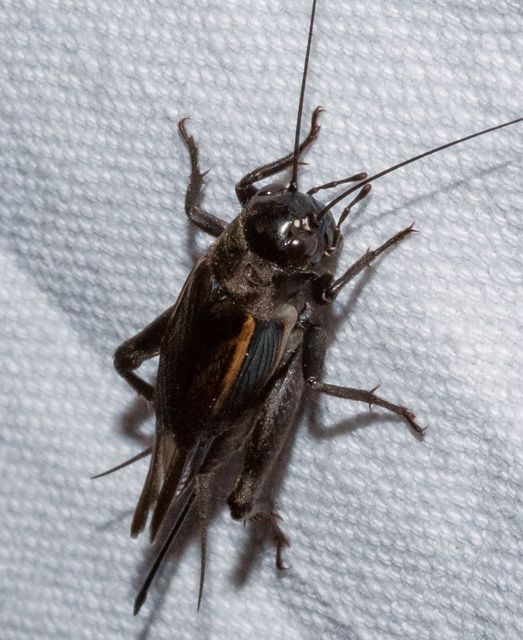 Melanogryllus desertus - fekete tücsök