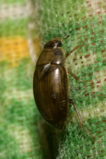 Enochrus bicolor - alföldi fakócsibor