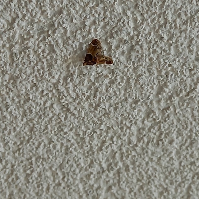 Pyralis farinalis - lisztilonca