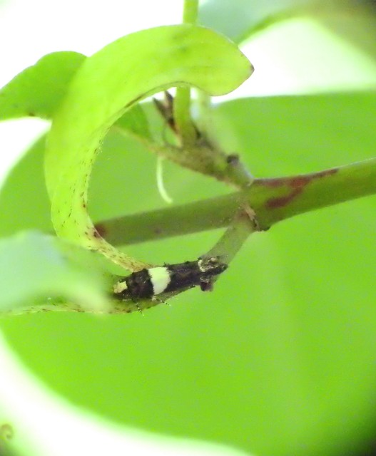 Recurvaria leucatella - nagy vörös-rügysodrómoly