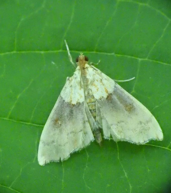 Agrotera nemoralis - ligeti tűzmoly