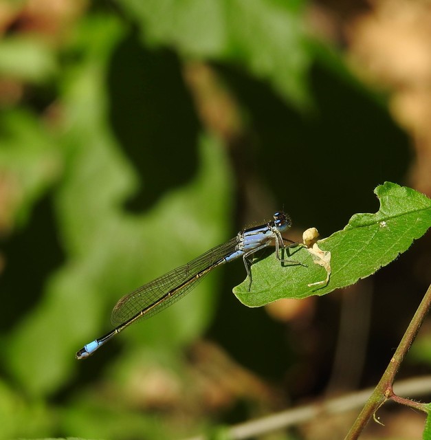 Ischnura elegans pontica - kéköves légivadász