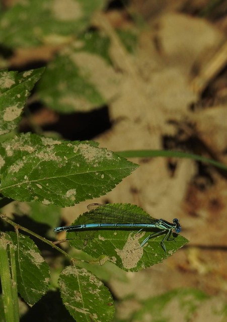 Platycnemis pennipes - széleslábú szitakötő