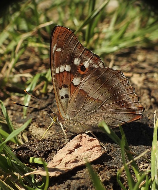 Apatura ilia - kis színjátszólepke