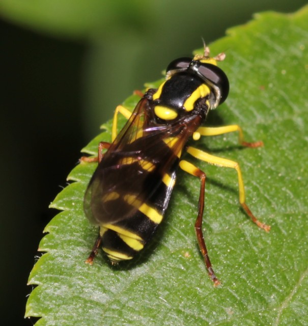 Xanthogramma