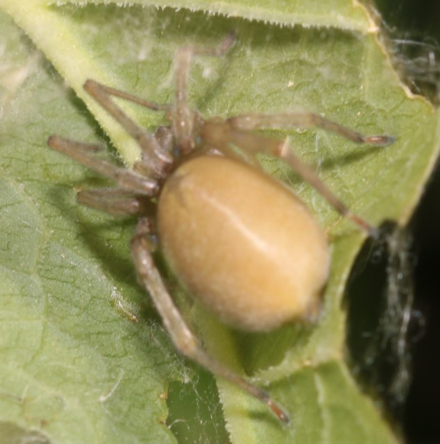 Cheiracanthium