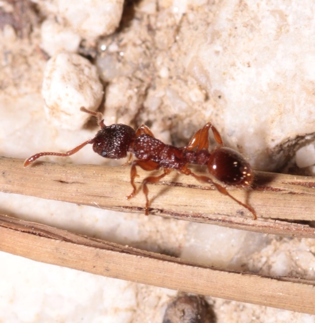 Myrmica sabuleti - gyakori bütyköshangya