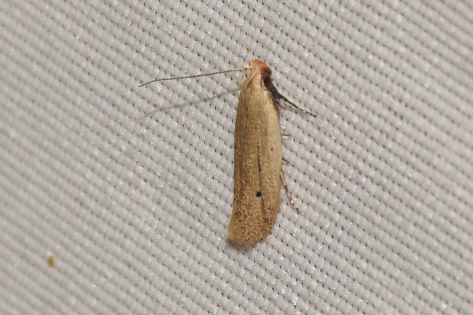Ptycerata pudicellus - hegyi sarlósmoly