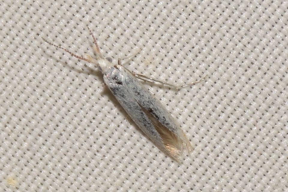 Coleophora brevipalpella - imolarágó zsákosmoly