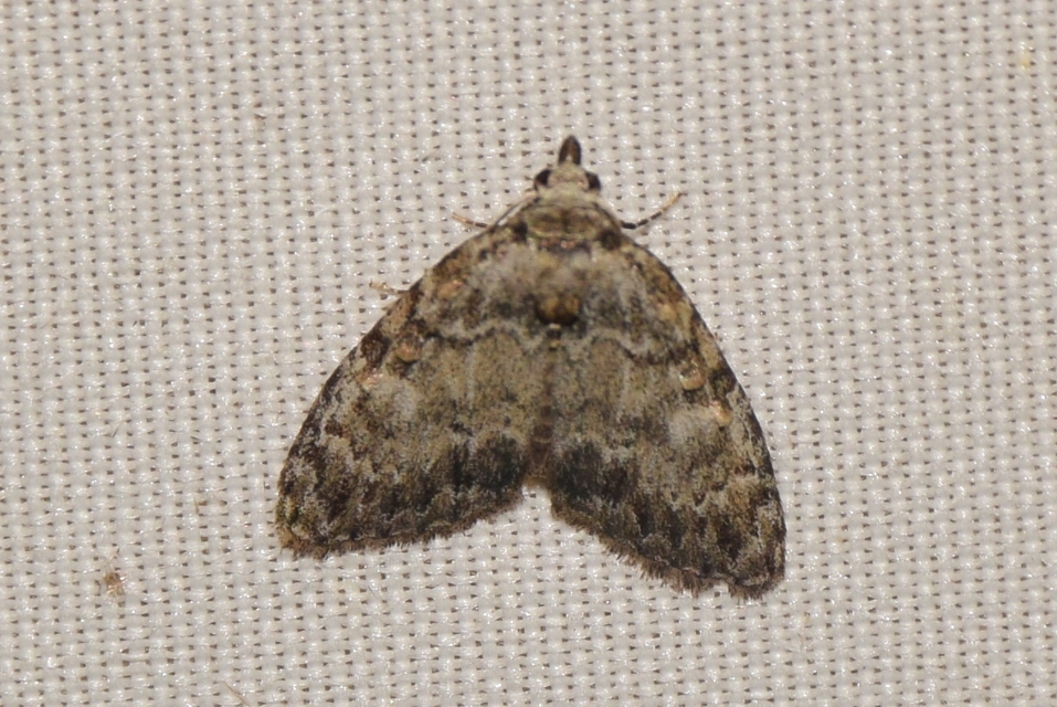 Meganola strigula - hamvas pamacsosszövő