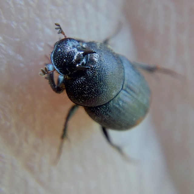 Onthophagus furcatus - villás trágyatúró