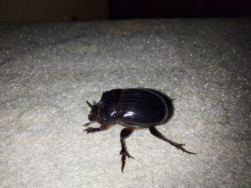 Copris lunaris - közönséges holdszarvú-ganéjtúró
