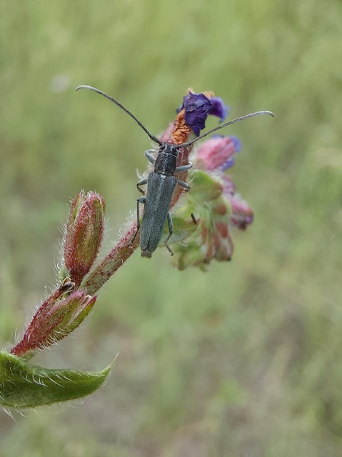 Phytoecia coerulescens - kígyósziszcincér
