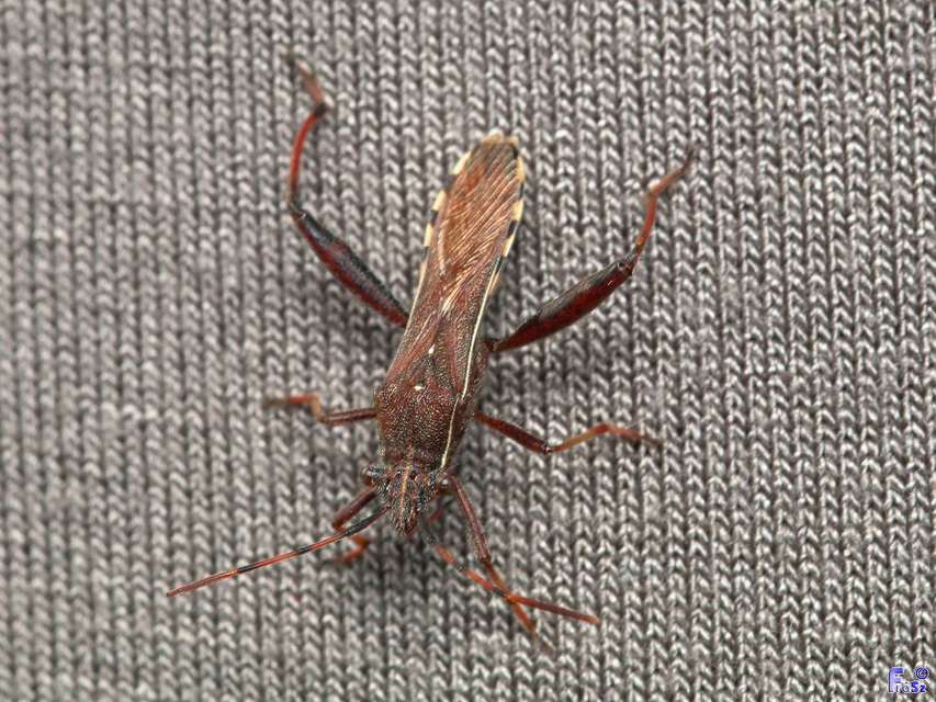Camptopus lateralis - görbelábú karimáspoloska
