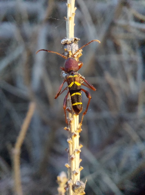 Neoclytus acuminatus - amerikai darázscincér