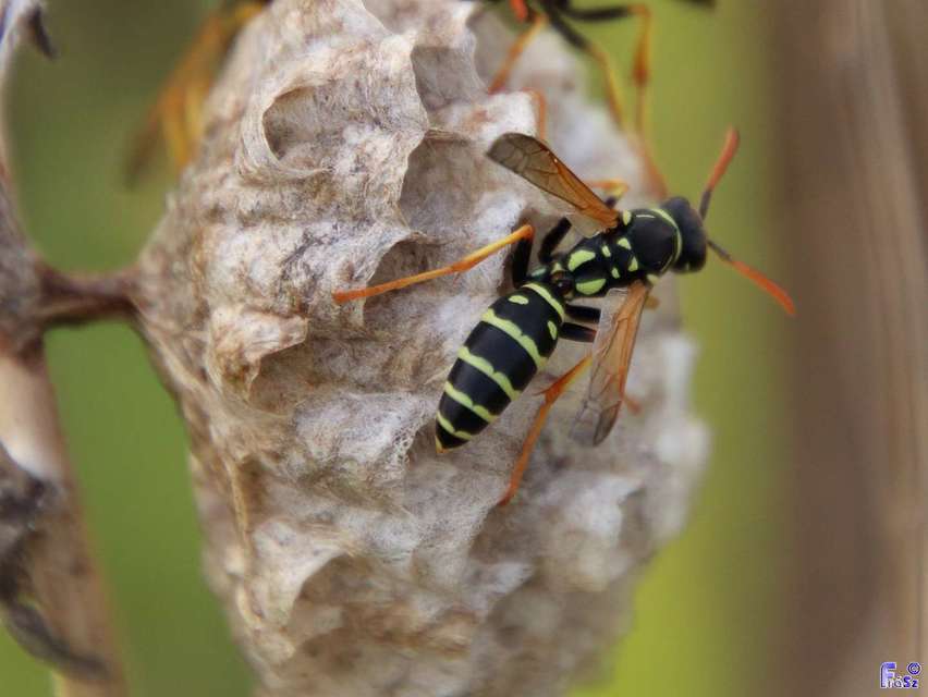 Polistes dominulus - déli papírdarázs